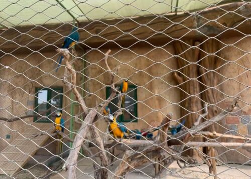 Coastal Park Renovation Case: Long-Term Anti-Rust Ferrule Wire Rope Mesh Applied to Aviary Mesh and Bridge Fencing