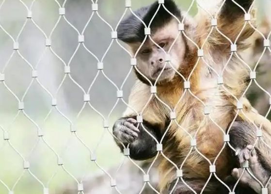 comprar Malha de Cabo de Aço Inoxidável 316 de 2,5mm para Recintos de Zoológico 15m X 5m online manufacture
