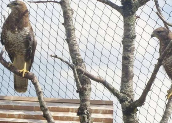 satın al Paslanmaz Çelik 316 Halat Ağlı Örgü 32mm Toka Tipi Çit online manufacture