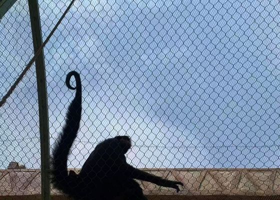 Buy 17mm*17mm 7*19 Stainless Steel Cable Mesh Aviary Rope Netting with No Surface Treatment online manufacture