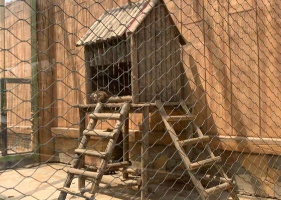 comprare 316 Acciaio inossidabile rete di filo di corda per animali gabbia uccello e reti da giardino online manufacture