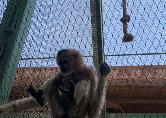 acheter Maille tressée avec cadre en acier inoxydable pour la protection des animaux dans les zoos online manufacture