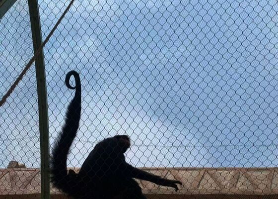 comprare X-Tend Mesh SS316 Stainless Steel Wire Rope Mesh per le gabbie degli animali dello zoo online manufacture