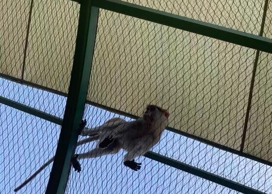 Beli 316 Rope Steel Wire Mesh Net Untuk Jaringan Perlindungan Hewan Kebun Binatang online manufacture