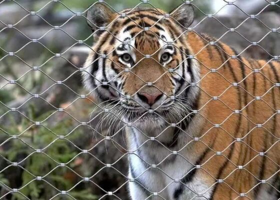 acheter Réseau de sécurité idéal en acier inoxydable flexible pour les cages pour animaux et la sécurité des bâtiments online manufacture