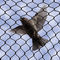 Custom Made Bird Safe Wire Mesh Smooth Surface Rope Construction 7*7 7*19