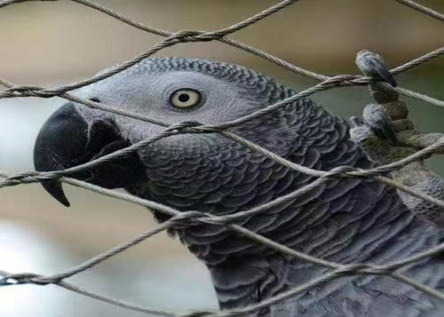 304 Stainless Steel Aviary Mesh 1.2mm Aviary Netting For Birds