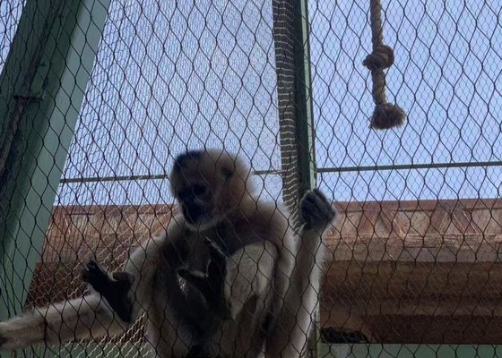 7*7 55*55mm heavy duty Aviary Mesh 1800mm Zoo Netting
