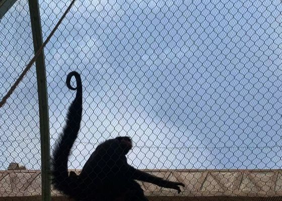 AISI 316 2.4mm Monkey Enclosure Wire Rope Mesh For Safety Fence