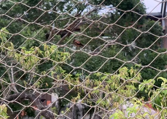 Ferruled Mesh Aviary Rope Netting with Weather Resistant and High Strength Stainless Steel Wire Rope Mesh