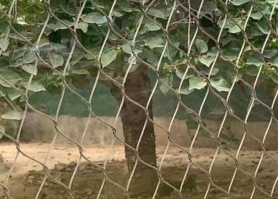 Good price Siatka linowa ze stali nierdzewnej SS304 do zabezpieczania konstrukcji wspinaczkowych w Internecie