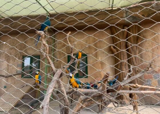 Good price Edelstahl Ferrule Drahtseilnetz für Zoo Vogel Papagei Aviary Sicherheitszaun Online