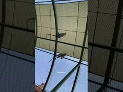 Woven type Zoo Rope Netting 50*50 Cable Mesh 2.0mm Stainless Steel Cable Mesh