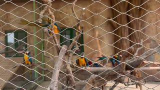 Roestvrij stalen touwgaas voor volièrenetten