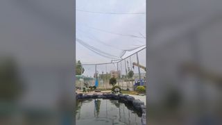 Stainless steel wire cable mesh for bird